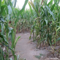 maislabyrinth_osnabrueck_03