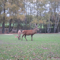 saerbeck_11
