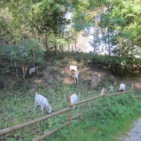 weinstadt_maerchenweg_07