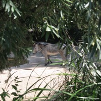 wilhelma_04